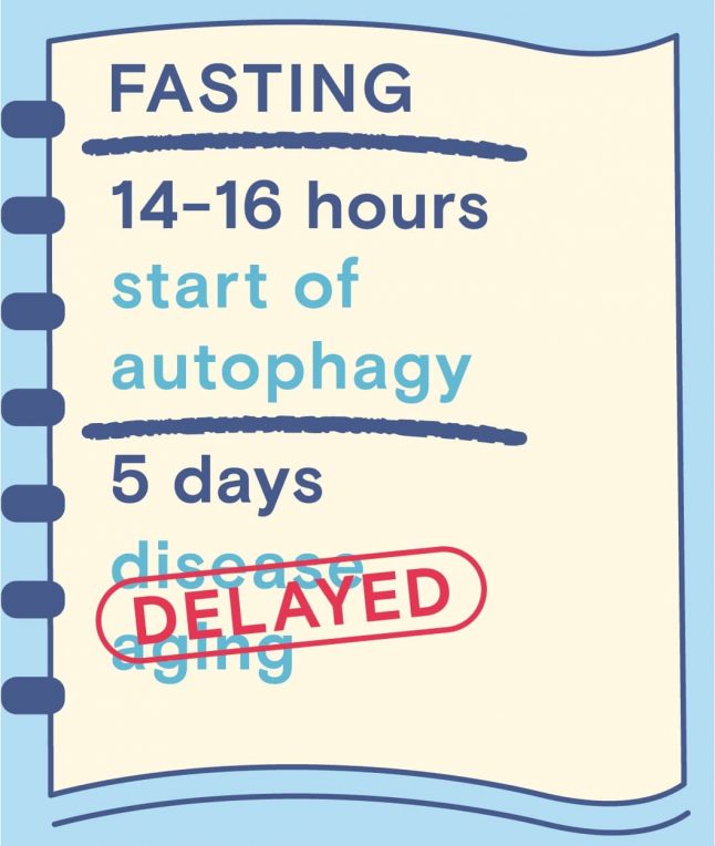 intermittent fasting and autophagy